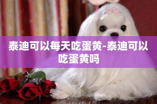 泰迪可以每天吃蛋黃-泰迪可以吃蛋黃嗎