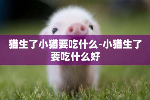 貓生了小貓要吃什么-小貓生了要吃什么好