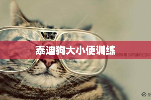 泰迪狗大小便訓練