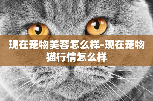 現在寵物美容怎么樣-現在寵物貓行情怎么樣