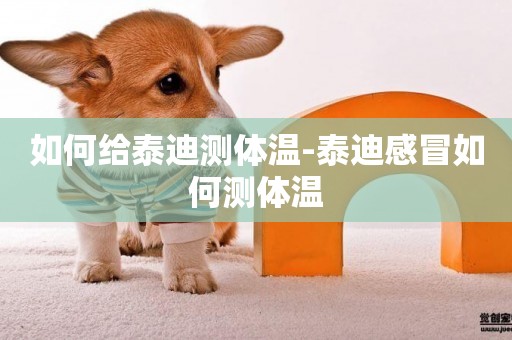 如何給泰迪測體溫-泰迪感冒如何測體溫