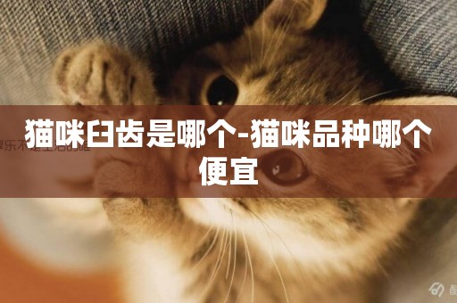 貓咪臼齒是哪個-貓咪品種哪個便宜