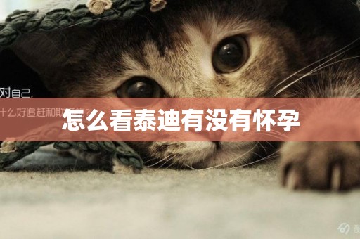 怎么看泰迪有沒有懷孕