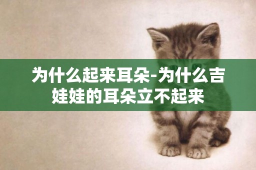 為什么起來耳朵-為什么吉娃娃的耳朵立不起來