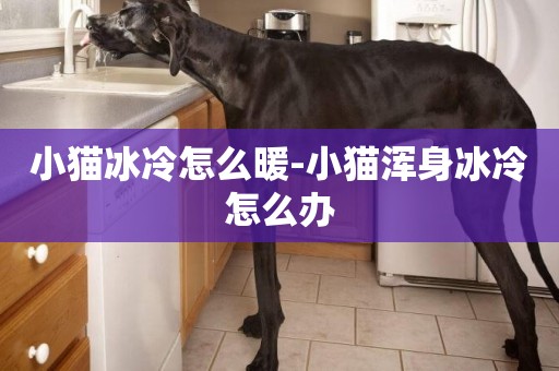 小貓冰冷怎么暖-小貓渾身冰冷怎么辦