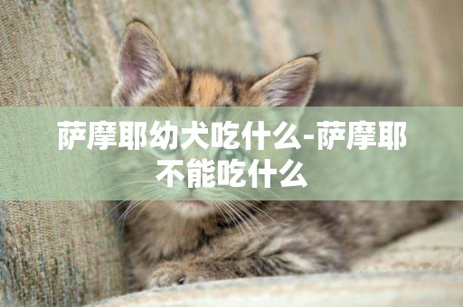 薩摩耶幼犬吃什么-薩摩耶不能吃什么