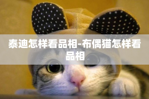 泰迪怎樣看品相-布偶貓怎樣看品相