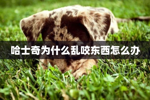 哈士奇為什么亂咬東西怎么辦