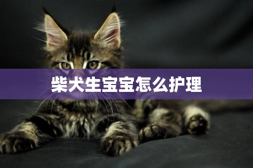 柴犬生寶寶怎么護理