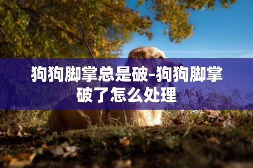 狗狗腳掌總是破-狗狗腳掌破了怎么處理