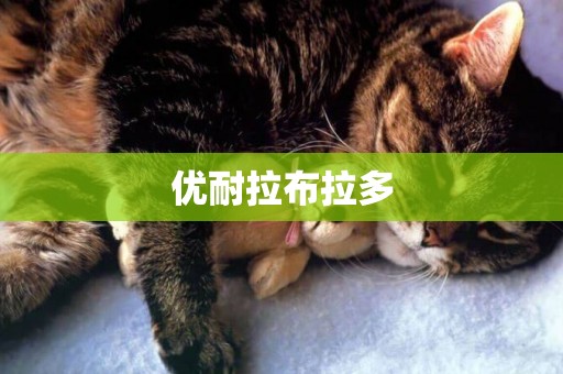 優耐拉布拉多