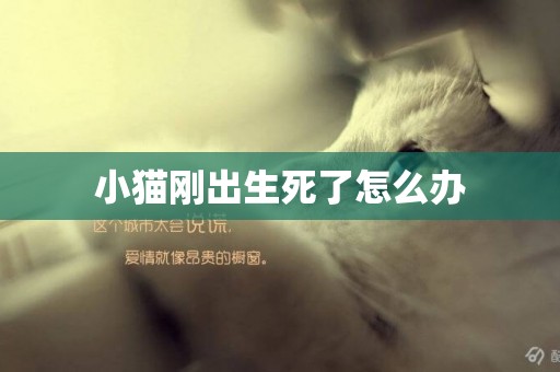 小貓剛出生死了怎么辦