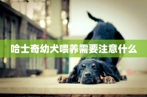 哈士奇幼犬喂養需要注意什么
