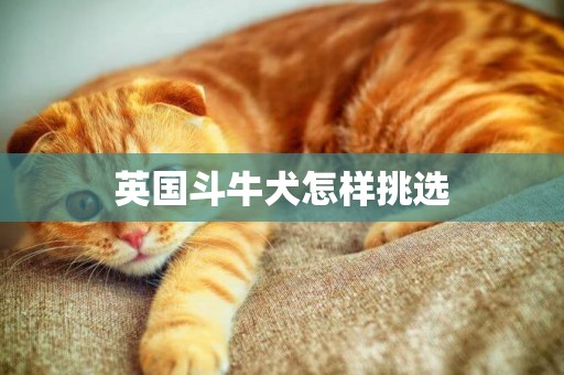 英國斗牛犬怎樣挑選