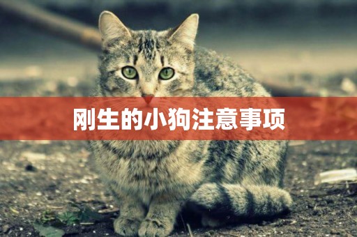 剛生的小狗注意事項