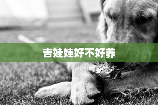 吉娃娃好不好養