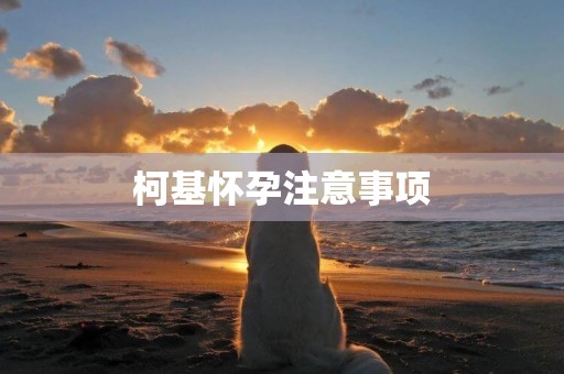 柯基懷孕注意事項