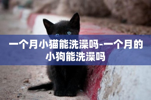 一個月小貓能洗澡嗎-一個月的小狗能洗澡嗎