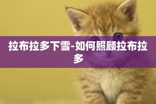 拉布拉多下雪-如何照顧拉布拉多