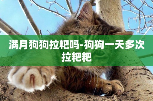 滿月狗狗拉粑嗎-狗狗一天多次拉粑粑