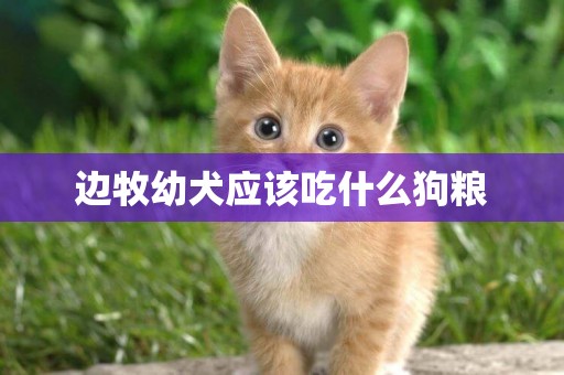 邊牧幼犬應該吃什么狗糧