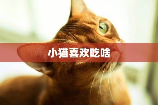 小貓喜歡吃啥