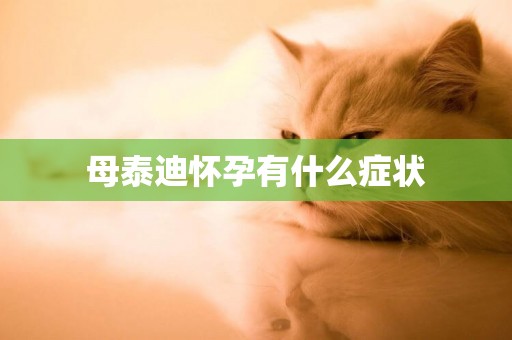 母泰迪懷孕有什么癥狀