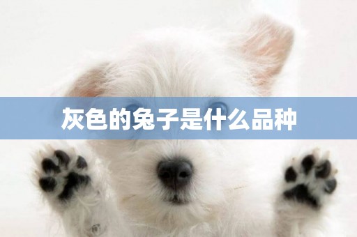 灰色的兔子是什么品種