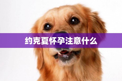 約克夏懷孕注意什么