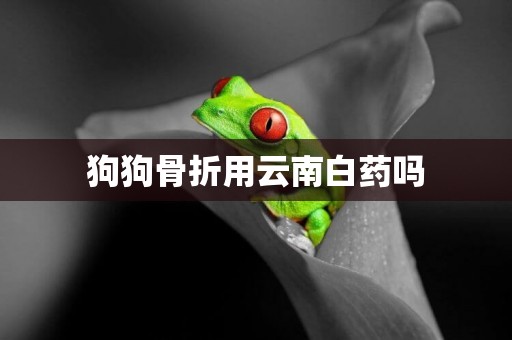 狗狗骨折用云南白藥嗎
