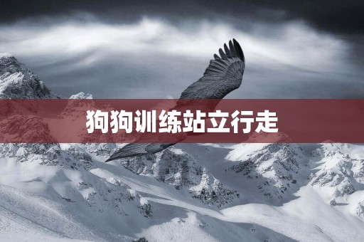 狗狗訓練站立行走