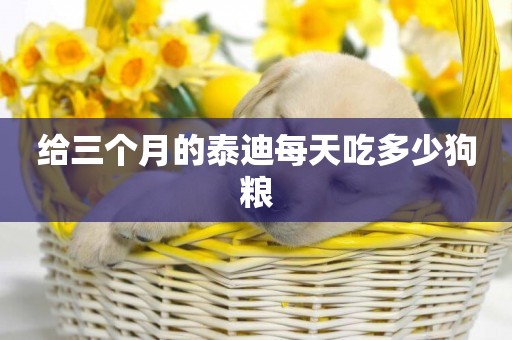 給三個月的泰迪每天吃多少狗糧