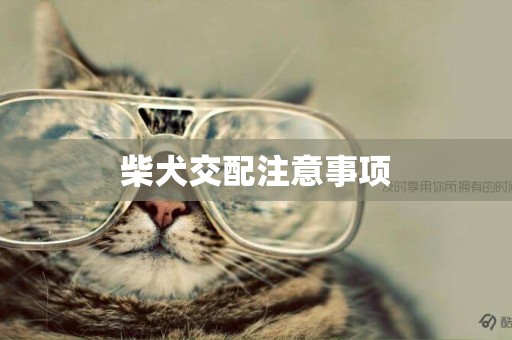 柴犬交配注意事項