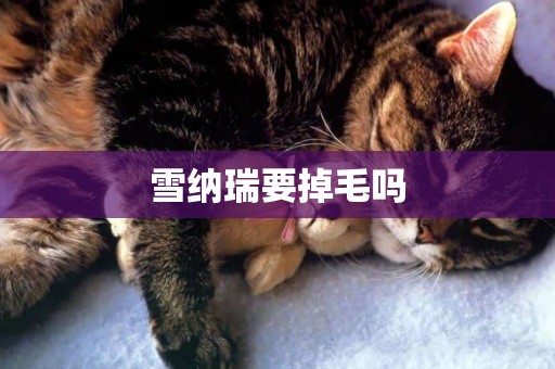 雪納瑞要掉毛嗎