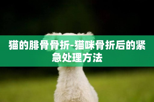 貓的腓骨骨折-貓咪骨折后的緊急處理方法
