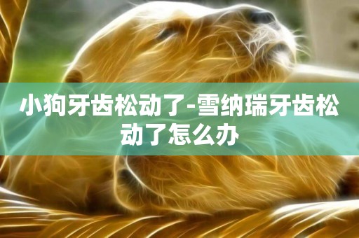 小狗牙齒松動了-雪納瑞牙齒松動了怎么辦
