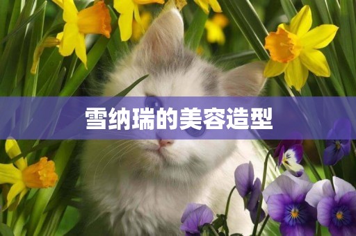 雪納瑞的美容造型