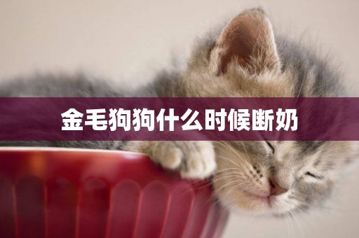 金毛狗狗什么時候斷奶