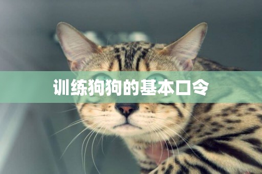 訓練狗狗的基本口令