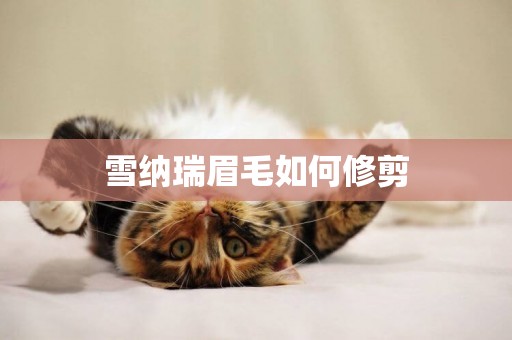 雪納瑞眉毛如何修剪