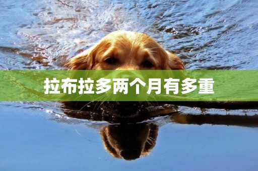 拉布拉多兩個月有多重