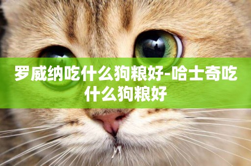 羅威納吃什么狗糧好-哈士奇吃什么狗糧好