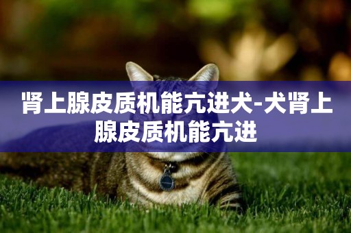腎上腺皮質機能亢進犬-犬腎上腺皮質機能亢進