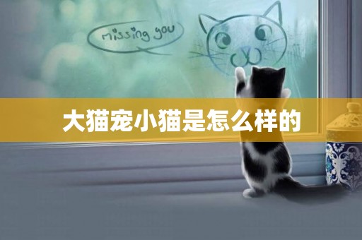 大貓寵小貓是怎么樣的