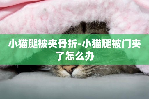 小貓腿被夾骨折-小貓腿被門夾了怎么辦