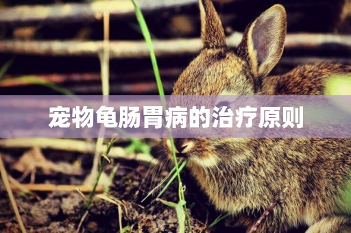 寵物龜腸胃病的治療原則