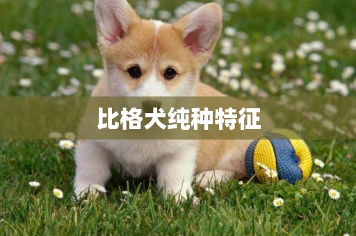 比格犬純種特征
