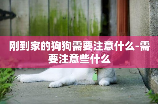 剛到家的狗狗需要注意什么-需要注意些什么