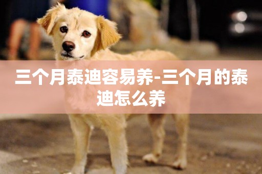 三個月泰迪容易養-三個月的泰迪怎么養
