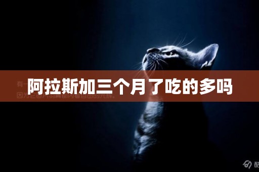 阿拉斯加三個月了吃的多嗎